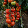 Томат Зульфия F1,