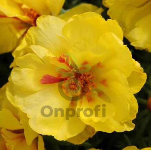 (п.ф.) Портулак Хеппи Ауер Лемон,