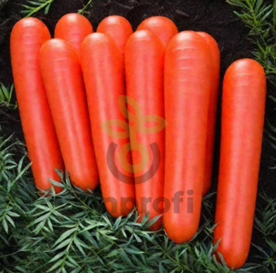 Морковь Детская сладость, 0,5гр (фасовка)