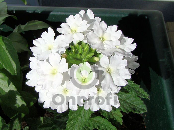 (п.ф.) Вербена Кварц ХР Вайт,