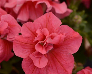 (п.ф.) Петуния Дуо Салмон, 100 драже (№9-2-40)