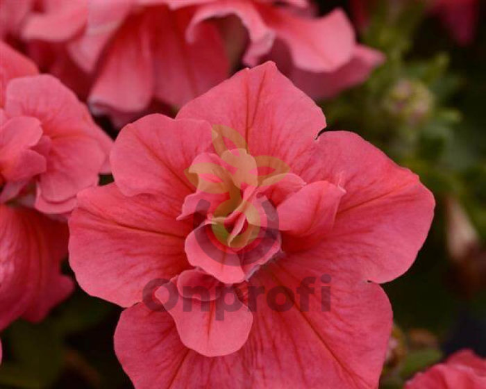 (п.ф.) Петуния Дуо Салмон, 100 драже (№9-2-40)