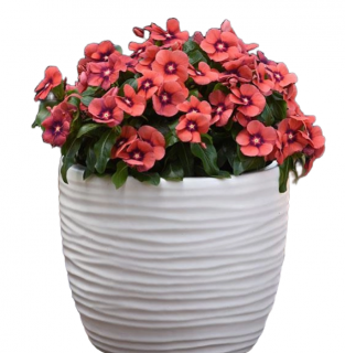 (п.ф.) Катарантус Тату Тангерин,