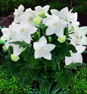 (п.ф.) Платикодон Поп Стар Вайт F1, 100 шт (№6-43)