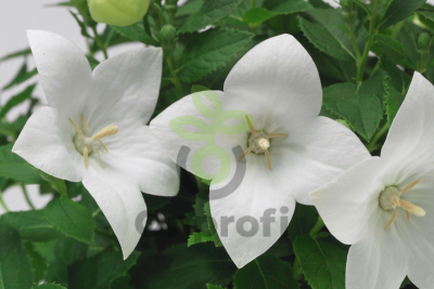 (п.ф.) Платикодон Поп Стар Вайт F1, 100 шт (№6-43)