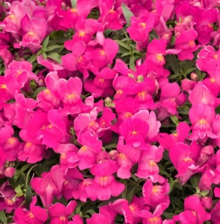 (п.ф.) Львиный зев Кэнди Шауерс Роуз, 100 мультидраже (№6-134)