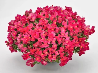 (п.ф.) Львиный зев Кэнди Шауерс Роуз, 100 мультидраже (№6-134)