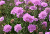 (п.ф.) Скабиоза Даймондс Пинк,