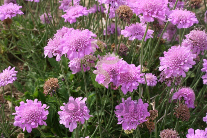 (п.ф.) Скабиоза Даймондс Пинк, 1000 шт (№6-470)