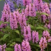 (п.ф.) Котовник Пинк Кэт, 250 шт (№6-536)