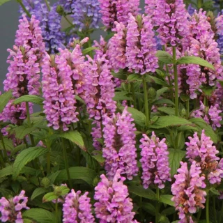 (п.ф.) Котовник Пинк Кэт, 250 шт (№6-536)
