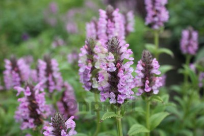 (п.ф.) Котовник Пинк Кэт, 250 шт (№6-536)