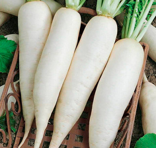 (м.ф.) Дайкон Клык слона 2гр  