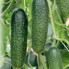 Огурец Алекс F1, 1000шт