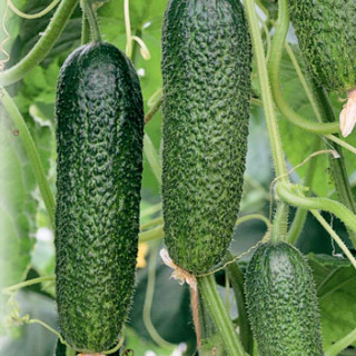 Огурец Алекс F1, 1000шт