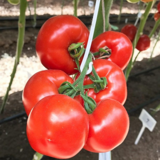 Томат Рафинад F1,