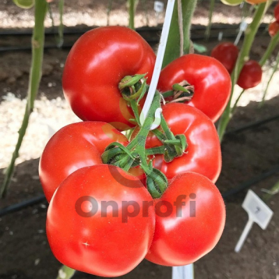 Томат Рафинад F1,