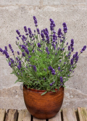 (п.ф.) Лаванда Блю Сцент Ёли, 