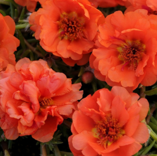 (п.ф.) Портулак Хеппи Ауер Оранж,