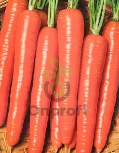 Морковь Карлена, 0,5гр (фасовка)