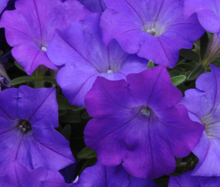 (п.ф.) Петуния Шок Вейв Деним F1, 100 шт (№9-1-49)