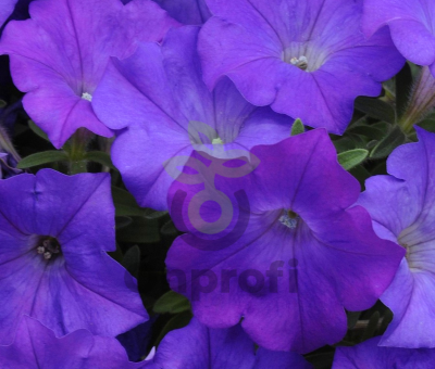 (п.ф.) Петуния Шок Вейв Деним F1, 100 шт (№9-1-49)