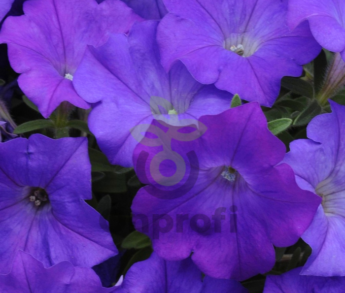 (п.ф.) Петуния Шок Вейв Деним F1, 100 шт (№9-1-49)