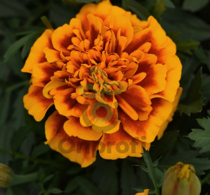 (п.ф.) Бархатцы Бонанза Флейм,