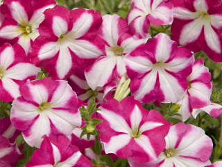 (п.ф.) Петуния Джоконда Парпл Энд Вайт,