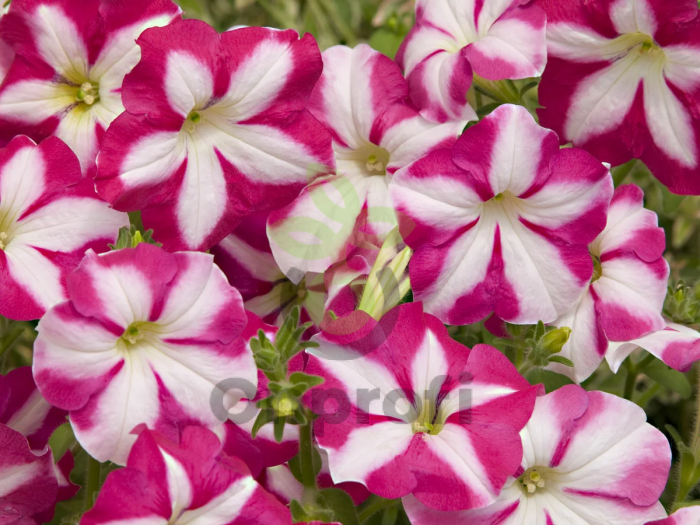 (п.ф.) Петуния Джоконда Парпл Энд Вайт, 100 драже (№9-5-13)