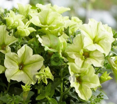 (п.ф.) Петуния Дебонейр Лайм Грин,