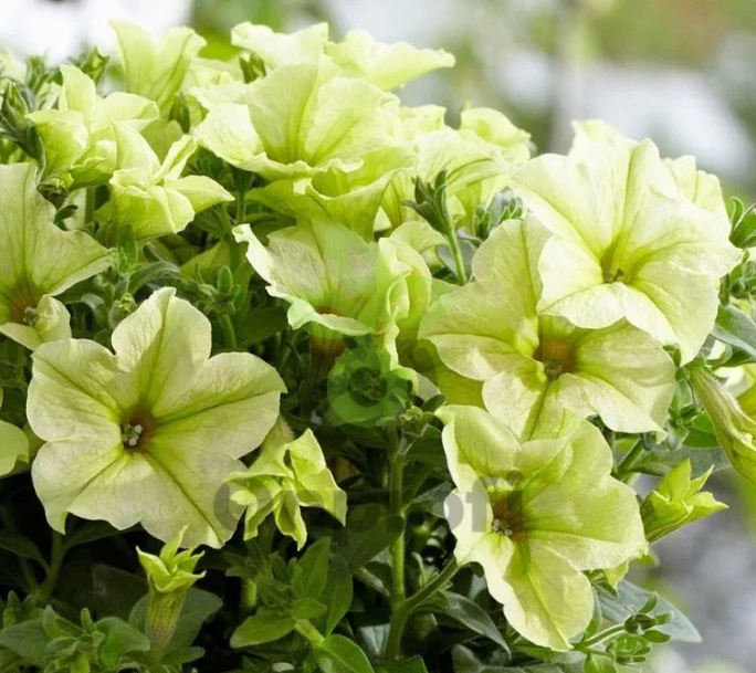 (п.ф.) Петуния Дебонейр Лайм Грин,