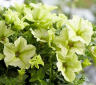 (п.ф.) Петуния Дебонейр Лайм Грин,