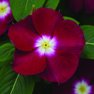 (п.ф.) Катарантус Медитеранен ХР Бургунди Хало, 100 шт (№7-39)