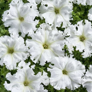 (п.ф.) Петуния Фриллитуния Вайт F1, 100 шт (№9-2-21) Поиск