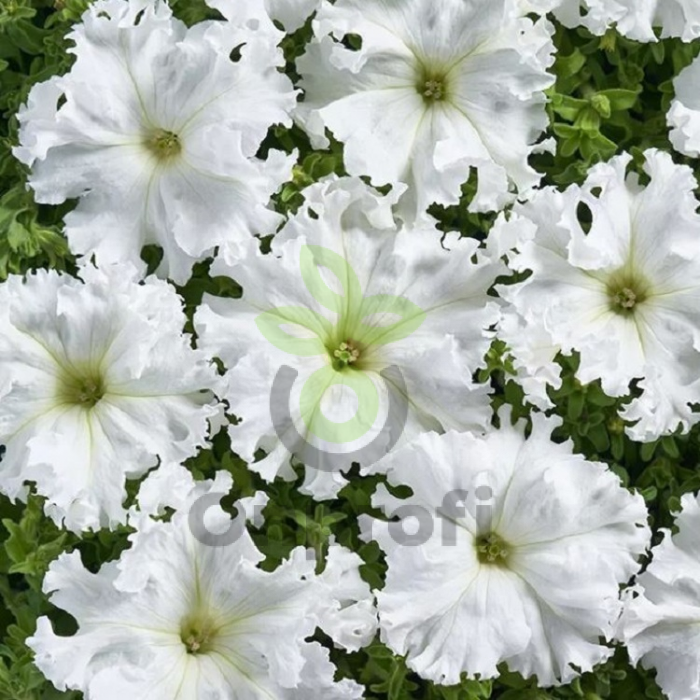 (п.ф.) Петуния Фриллитуния Вайт F1, 100 шт (№9-2-21) Поиск