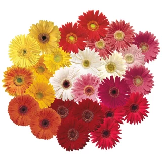 (п.ф.) Гербера Фестиваль Микс, 50 шт (№6-203)