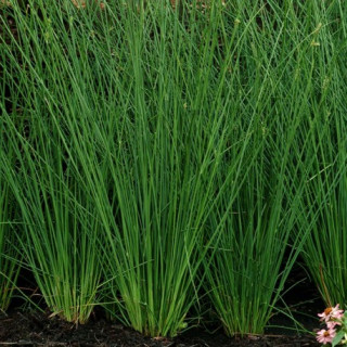 (п.ф.) Ситник (юнкус) Джавелин F1,