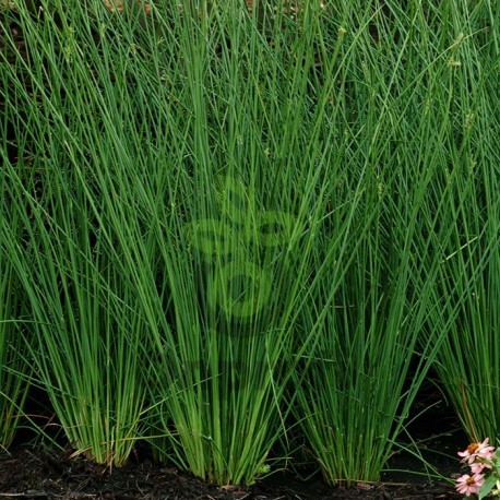 (п.ф.) Ситник (юнкус) Джавелин F1,