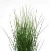 (п.ф.) Ситник (юнкус) Джавелин F1,