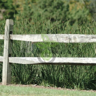 (п.ф.) Ситник (юнкус) Джавелин F1,