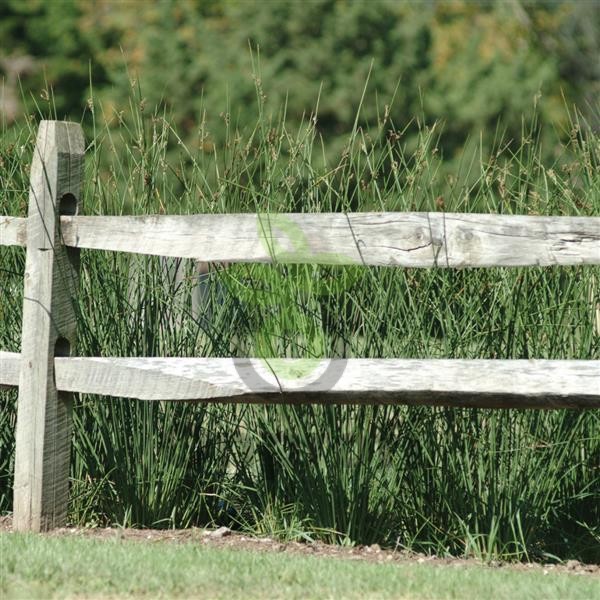 (п.ф.) Ситник (юнкус) Джавелин F1,