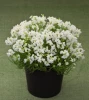 (п.ф.) Линария Фантазиста Вайт, 100 драже (№6-535)