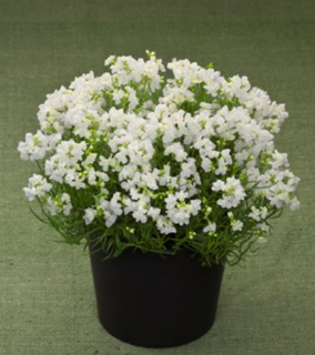 (п.ф.) Линария Фантазиста Вайт, 100 драже (№6-535)