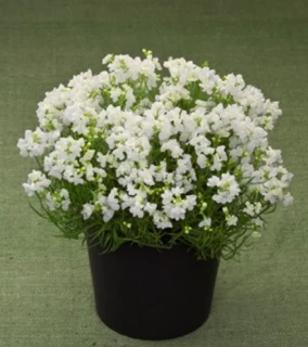 (п.ф.) Линария Фантазиста Вайт, 100 драже (№6-535)