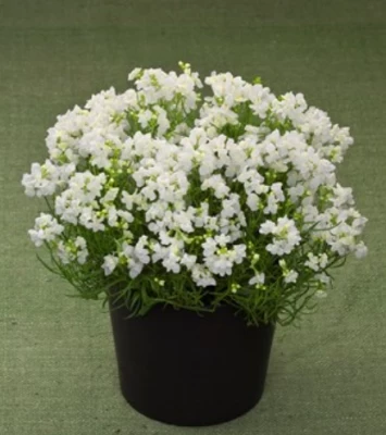 (п.ф.) Линария Фантазиста Вайт, 100 драже (№6-535)