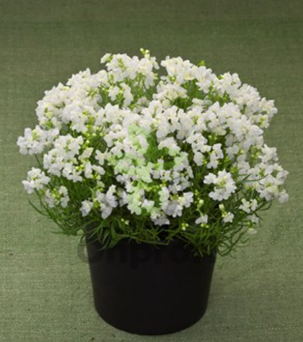 (п.ф.) Линария Фантазиста Вайт, 100 драже (№6-535)