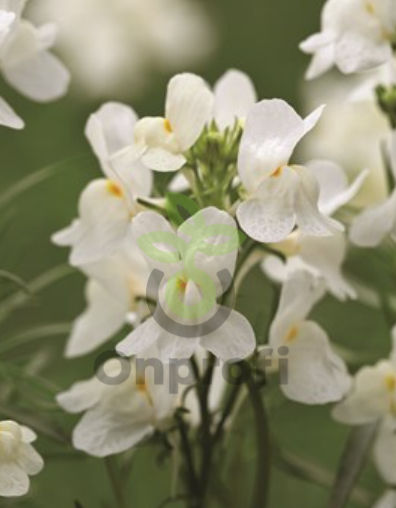 (п.ф.) Линария Фантазиста Вайт, 100 драже (№6-535)