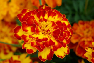 (п.ф.) Бархатцы Бонанза Болеро, 5000 шт (№3-76)