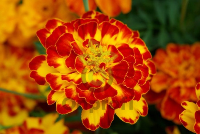 (п.ф.) Бархатцы Бонанза Болеро, 5000 шт (№3-76)